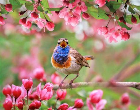 Spring .